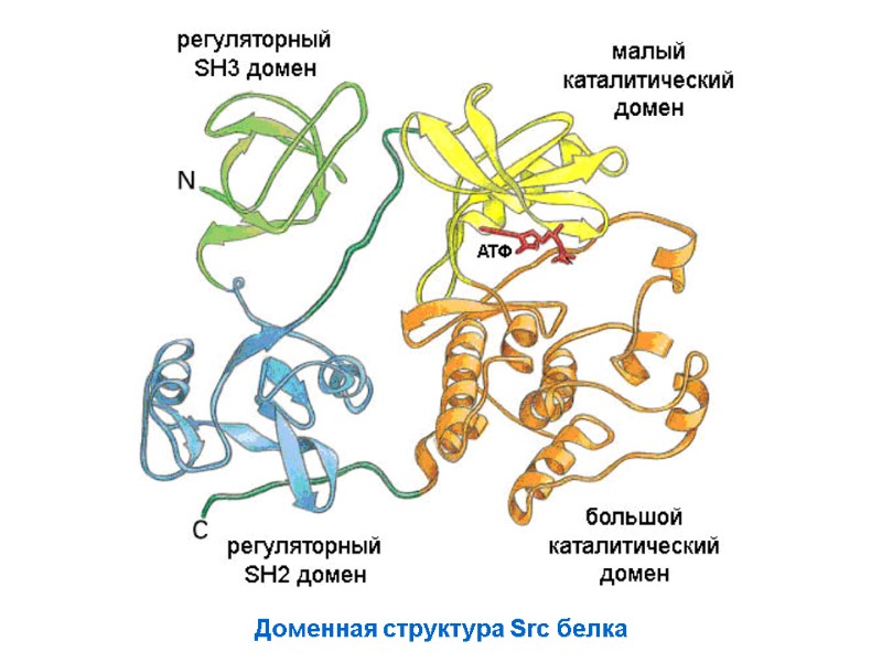 Доменная структура Src белка